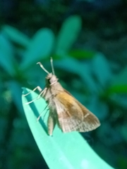 Cymaenes odilia