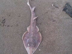 Pseudobatos leucorhynchus