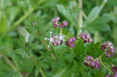 Nanocnide japonica