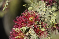Melaleuca anisandra