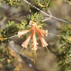 Lambertia ericifolia