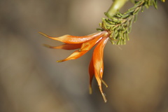 Lambertia ericifolia