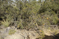 Lambertia ericifolia