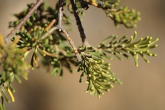 Lambertia ericifolia