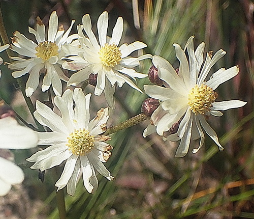 Image of Knowltonia filia by no rights reserved