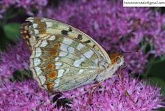 Argynnis vorax