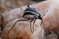 Stenocara gracilipes