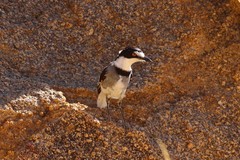 Lanioturdus torquatus