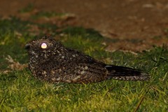 Caprimulgus tristigma