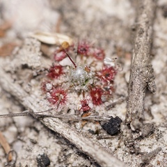 Drosera australis