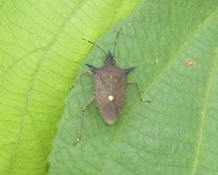 Proxys albopunctulatus