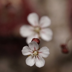 Drosera australis