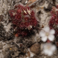 Drosera australis