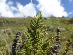 Cheilanthes pruinata