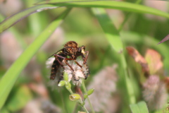 Diogmites basalis