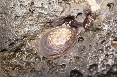 Cellana nigrolineata