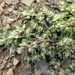 Paronychia macbridei - Photo (c) danplant,  זכויות יוצרים חלקיות (CC BY-NC), הועלה על ידי danplant