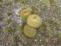 Oroya borchersii
