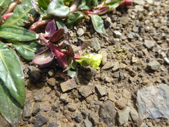 Oenothera multicaulis