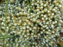 Paronychia weberbaueri
