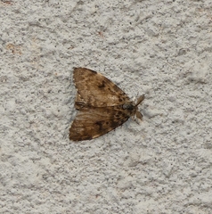 Lymantria ampla