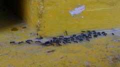 Leptogenys diminuta