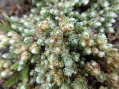 Paronychia weberbaueri