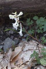 Corydalis caucasica