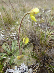Calceolaria scapiflora