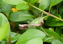 Hierodula membranacea