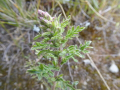 Laennecia artemisiifolia