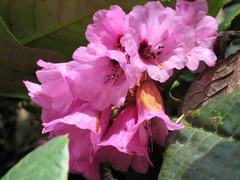 Rhododendron kesangiae