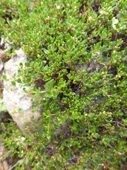 Muehlenbeckia volcanica