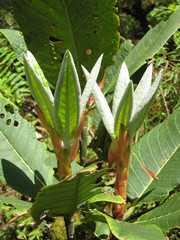 Rhododendron kesangiae