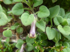 Salpichroa hirsuta