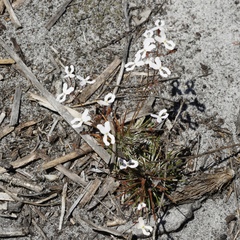 Stylidium spinulosum