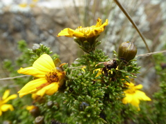 Coreopsis senaria