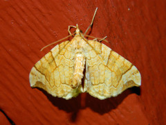Eulithis propulsata