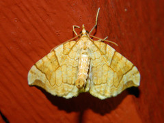 Eulithis propulsata