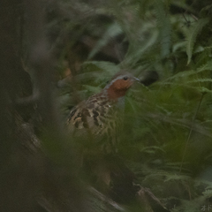 Bambusicola thoracicus