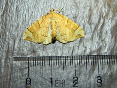 Eulithis propulsata
