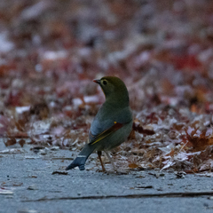 Leiothrix lutea