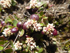 Alternanthera macbridei