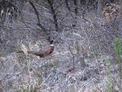 Phasianus colchicus karpowi