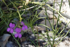 Stylidium scandens