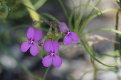 Stylidium scandens
