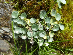 Peperomia verruculosa