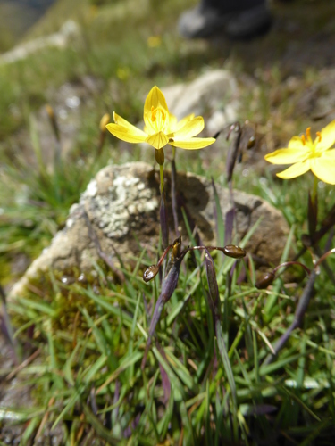 Sisyrinchium pusillum