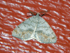 Macaria loricaria