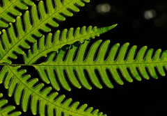 Pteris arisanensis